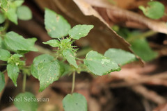 Acalypha brachystachya